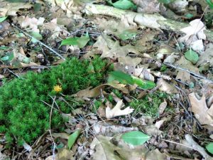 ouder-kind-workshop-cursus-Zonder-Gum-creatieve-werkplaats-horst-limburg